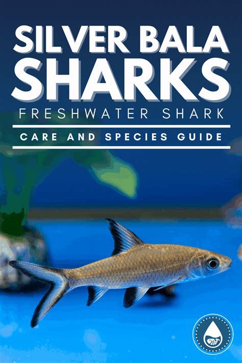 Bala Shark – The Complete Care Guide of This .